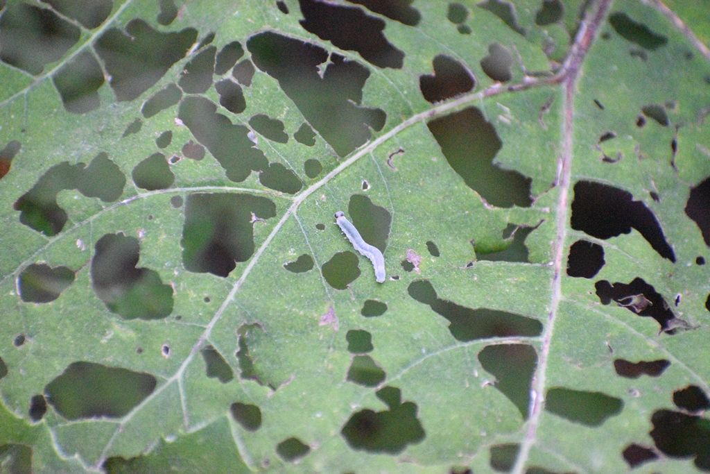 Bruco da identificare: larva di Tenthredo sp.